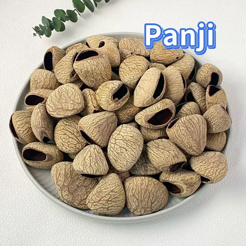 Seed Shaker (Pangi) Shell Rattle for Sound Relaxation