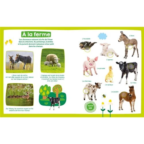 Mon imagier sonore – Bébés animaux