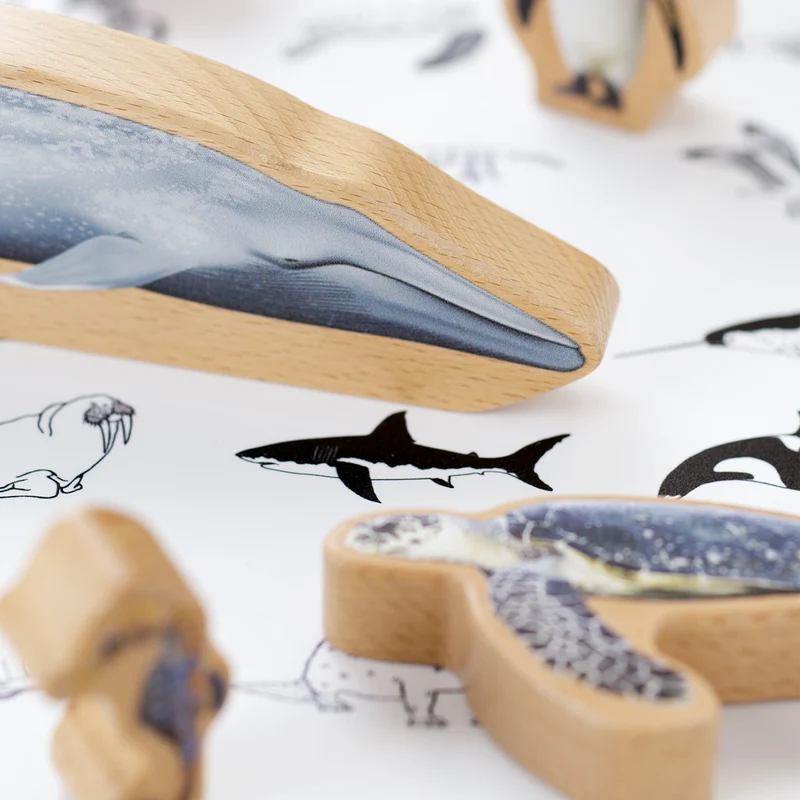 Boite des animaux marins par continent (anglais)