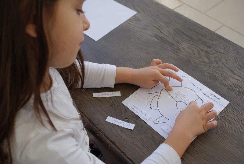 Puzzle du Poisson Montessori - Zoologie