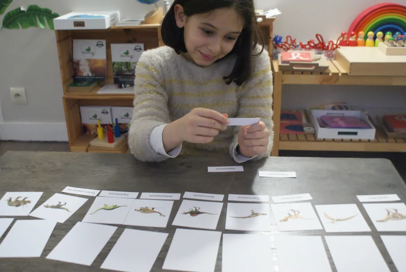 Les dinosaures Montessori