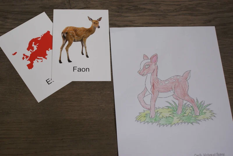 Animaux du Monde Montessori
