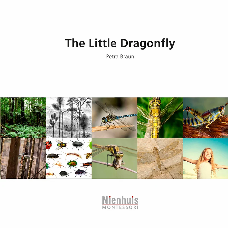 The Little Dragonfly - Nienhuis AMI