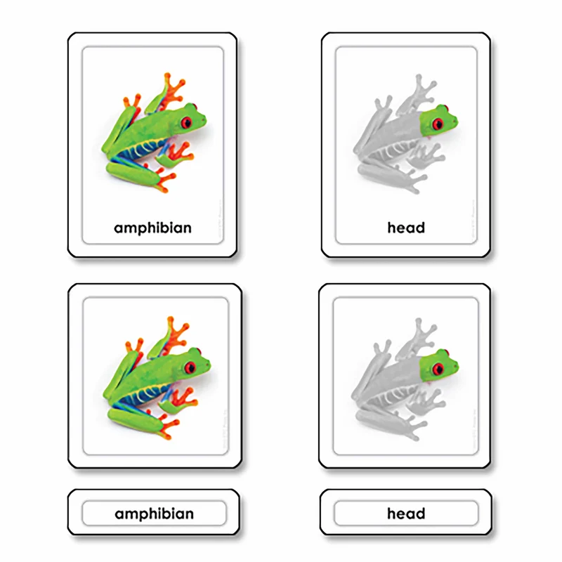 Parties d'une grenouille -amphibiens (en anglais) - Nienhuis AMI