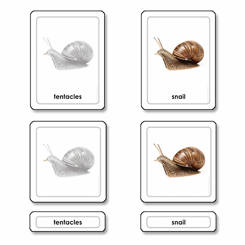 Parties d'un escargot -mollusque (en anglais) - Nienhuis AMI