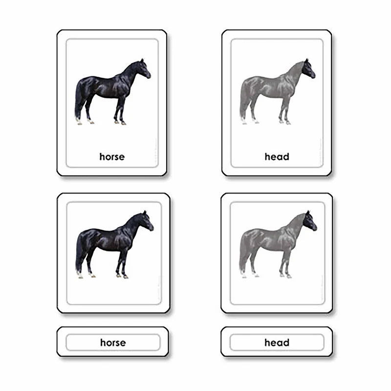 Parties d'un cheval -mammifères (en anglais) - Nienhuis AMI