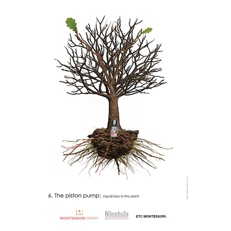 Plant Physiology