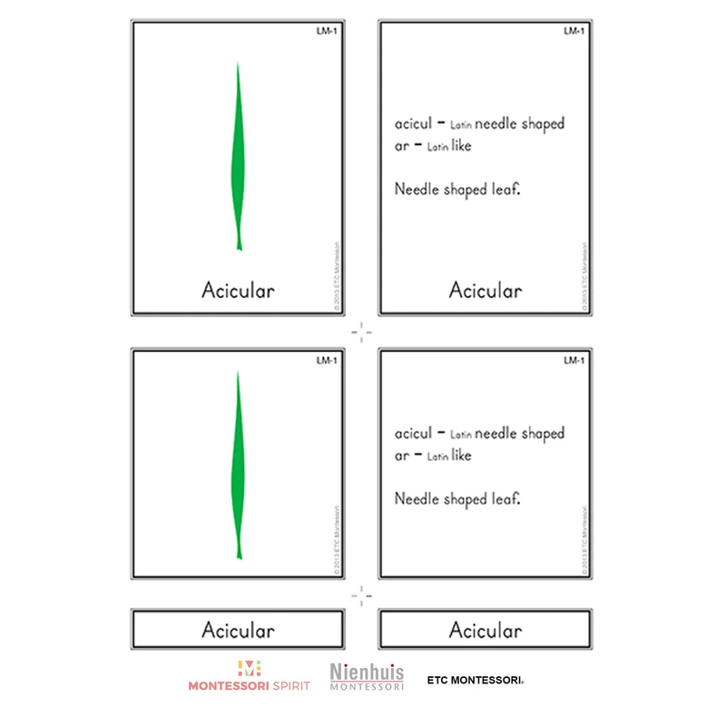 Leaf Morphology Nomenclature