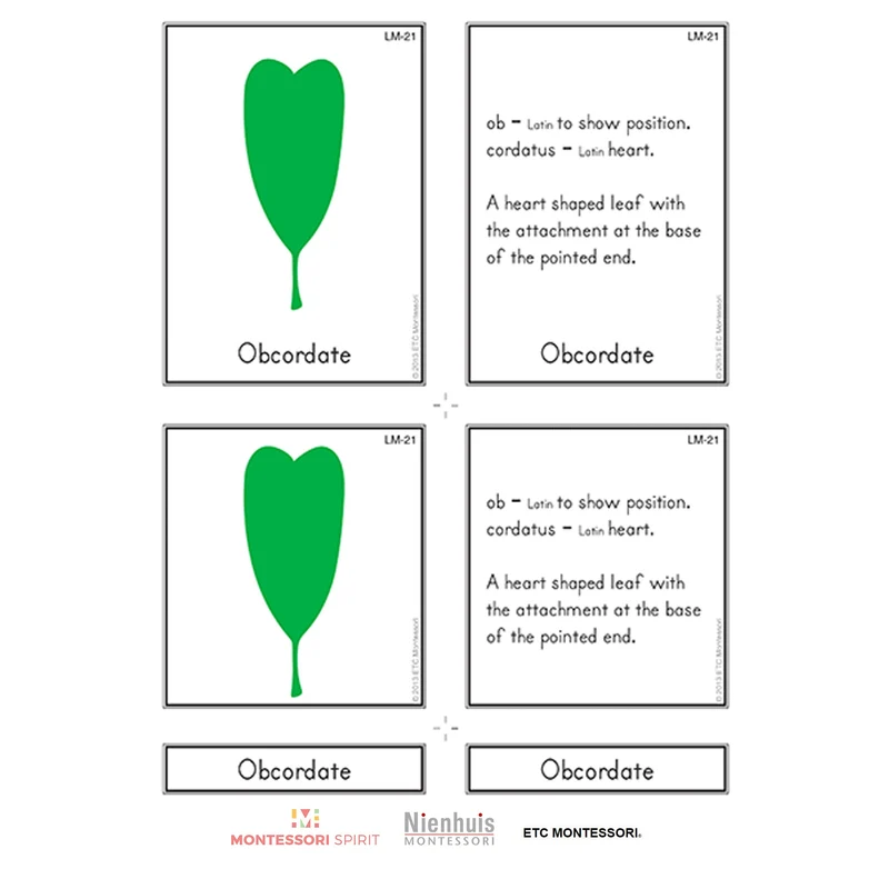 Leaf Morphology Nomenclature