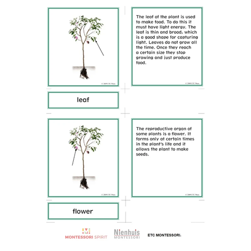 Lower Elementary Botany Nomenclature