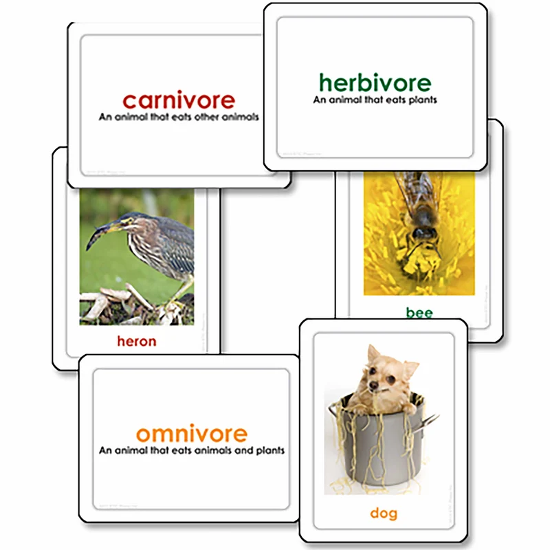 Carnivores, herbivores et omnivores (en anglais) - Nienhuis AMI