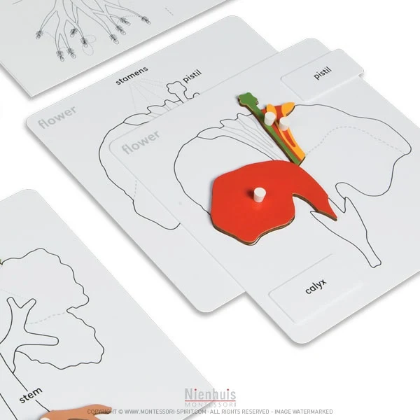 Exercices autour des puzzles de botanique en anglais