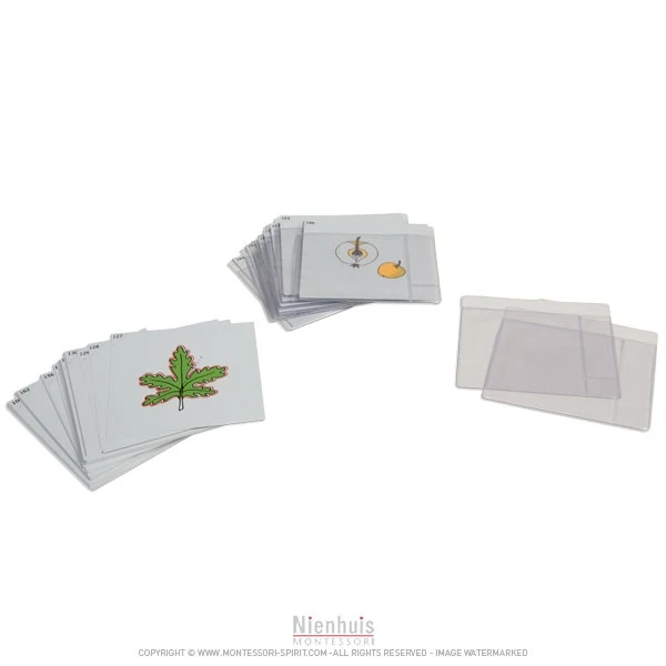 Troisième jeu de cartes de botanique en anglais