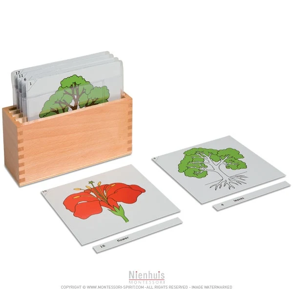 Boite de rangement premier jeu de cartes de botanique