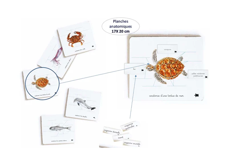 Mon coffret Montessori des océans - Pour découvrir la diversité de la faune océanique -Nathan