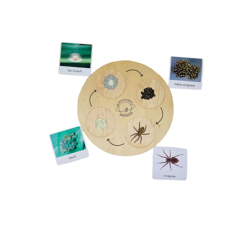 Coffret figurines le cycle de vie d'une araignée