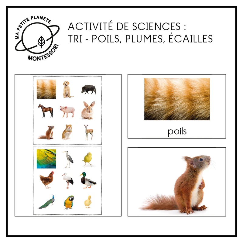 Tri - Poils, plumes ou écailles