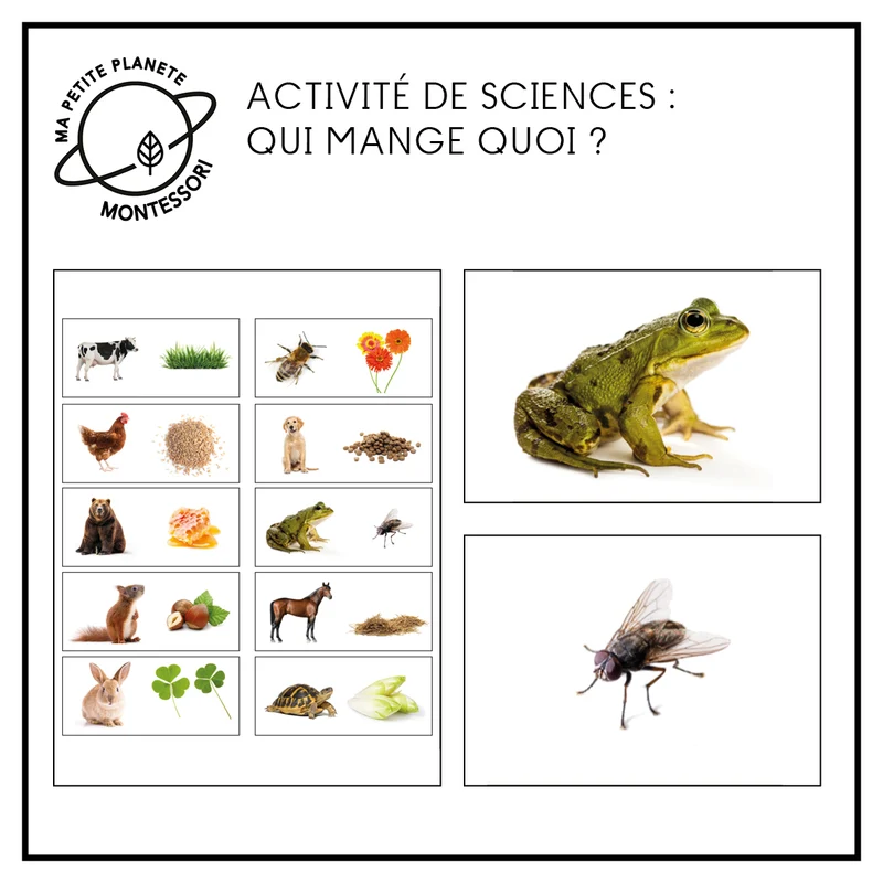 Association - Qui mange quoi ?
