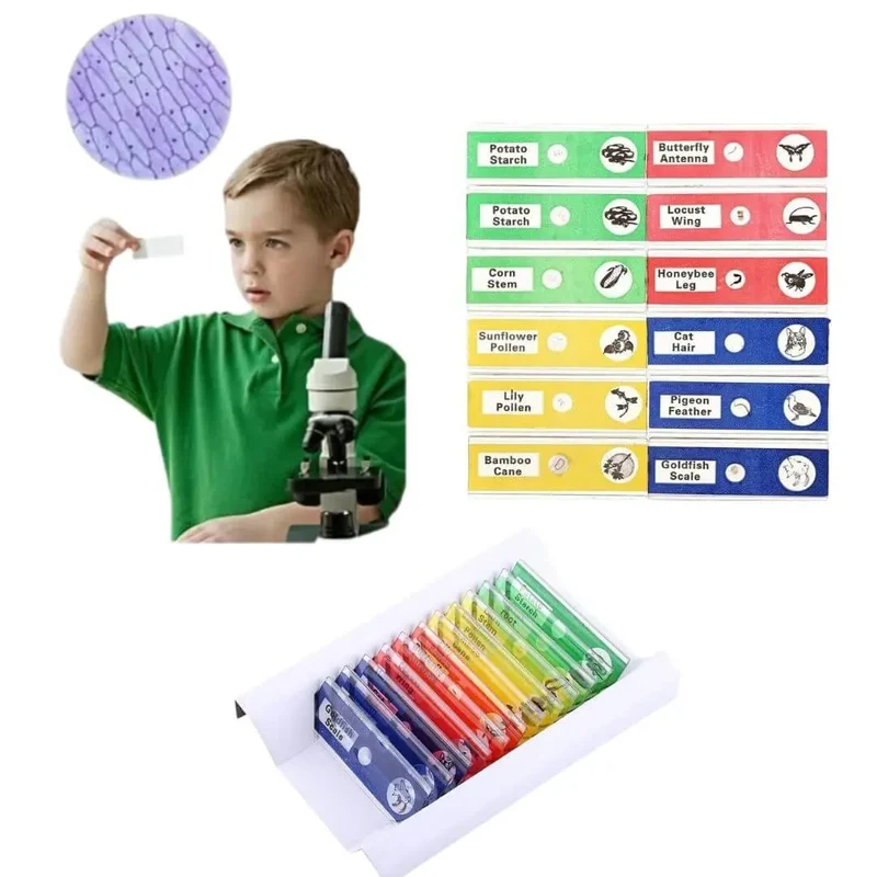 Lames de Microscope Préparées – Coffret Multicolore 12 pcs