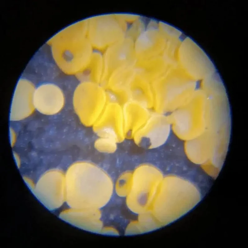 Microscope de poche - The Little Scope™