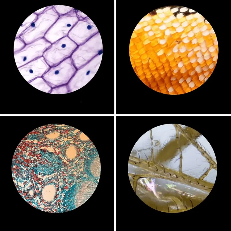 Microscope Enfant Avancé 2000x – Dès 6 Ans